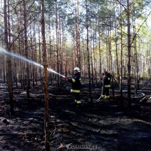 W Wachu spłonęło wczoraj 2,5 hektara lasu [ZDJĘCIA]