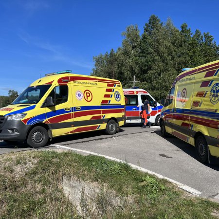 Szerszenie zaatakowały dzieci sprzątające las. Troje trafiło do szpitala