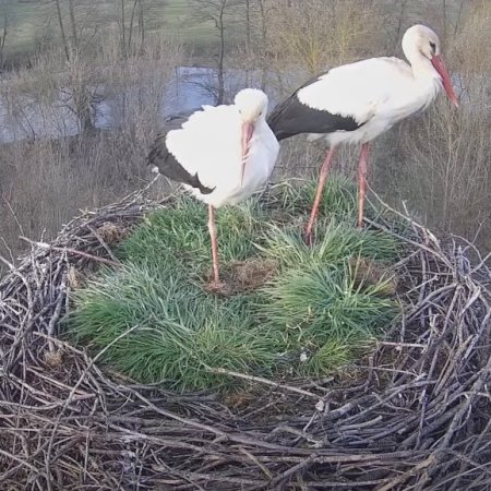 Bociany wróciły do gniazda na SUW "Leśna"