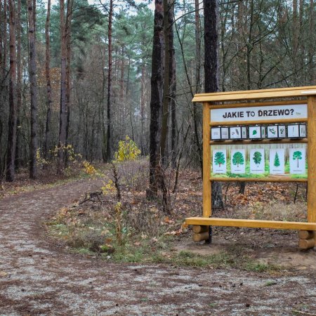 Leśny zakątek Ostrołęki: Nowe inwestycje w lasku przy ul. Warszawskiej [ZDJĘCIA]