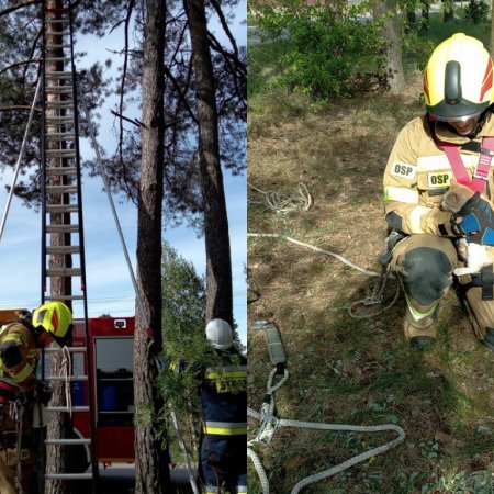 Kot utknął na drzewie! Uratowali go strażacy OSP Kadzidło