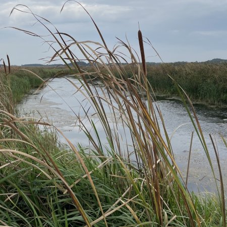 Niski stan rzeki Narew w Ostrołęce. Ważny komunikat