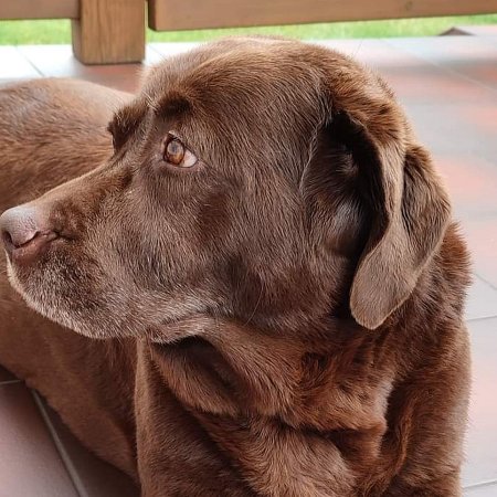 Pilnie poszukiwana! Labrador zaginął na osiedlu Stacja