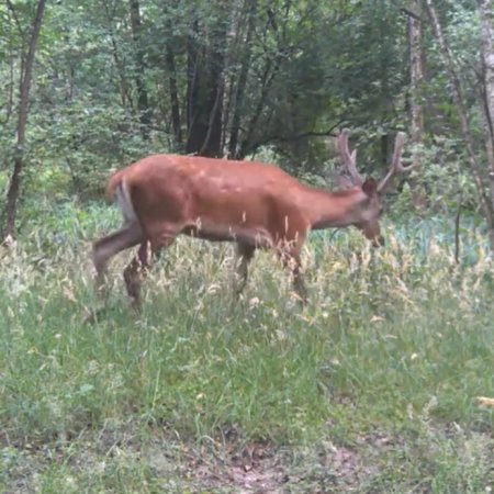 Fotopułapki uchylają tajemnice kurpiowskich lasów. Zobacz niezwykłe nagranie