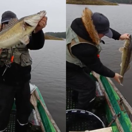 Wielki sandacz w Wykrocie! Wędkarz z Koła PZW Narew Ostrołęka pochwalił się okazem [WIDEO]