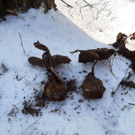 Turzyn: Wykopali w lesie niebezpieczne „pamiątki” [ZDJĘCIA]