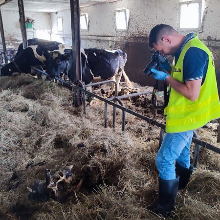 Zabrodzie. W gospodarstwie rolnym znaleziono trzy martwe krowy i kilka skrajnie wygłodzonych [WIDEO, ZDJĘCIA]